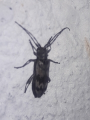 Tigrinestola tigrina