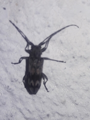 Tigrinestola tigrina