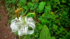 Lilium taliense