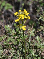 Erysimum perenne