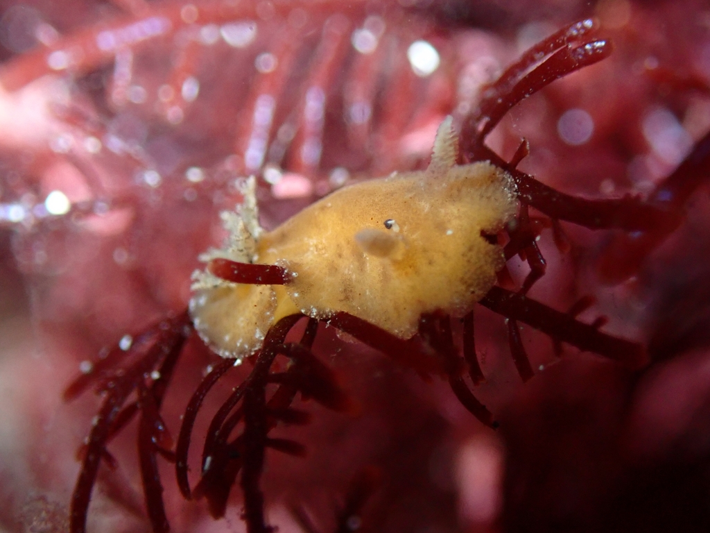Peltodoris punctifera