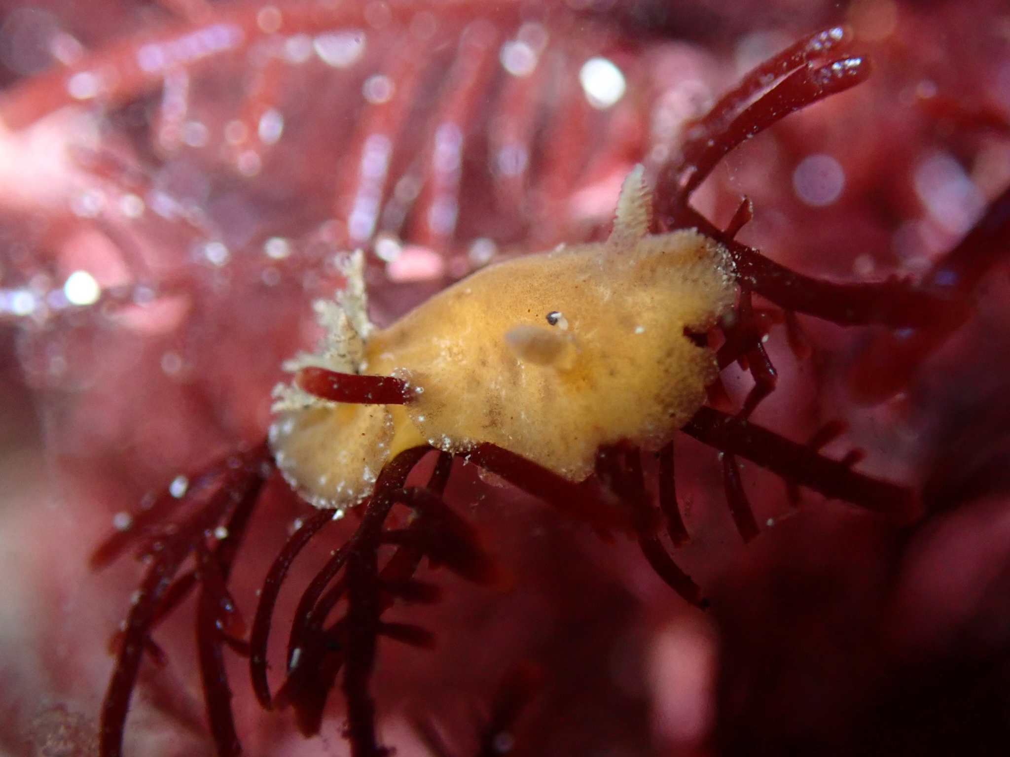 Peltodoris punctifera