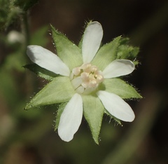 Horkelia cuneata puberula