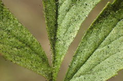 Horkelia cuneata puberula