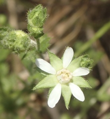 Horkelia cuneata puberula