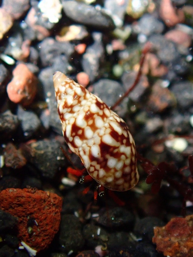 Mitrella broderipii