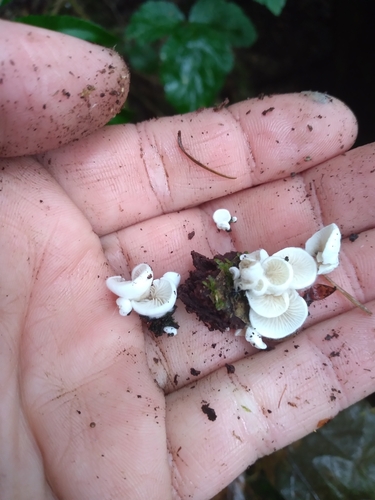 Owingsia PNW01 graham.jpg