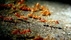 Oecophylla smaragdina