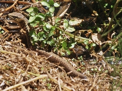 Elgaria coerulea coerulea