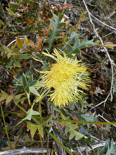 Image of Banksia armata by (c) pimelea, some rights reserved (CC BY)