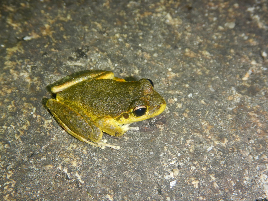 Lesueur's Frog (Litoria lesueurii)
