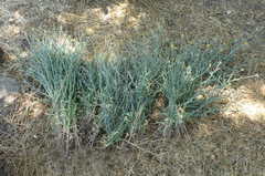 Centaurea solstitialis solstitialis