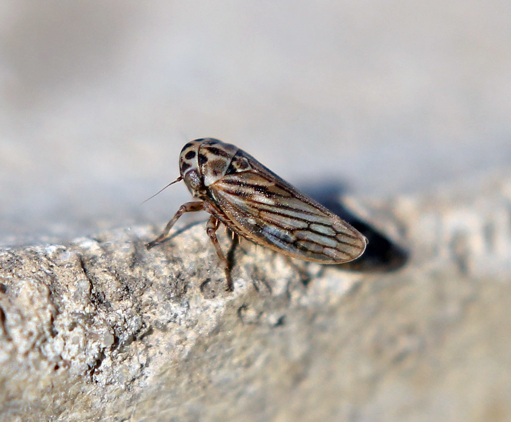 Anaceratagallia