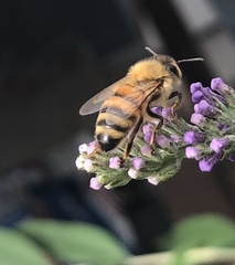 Apis mellifera
