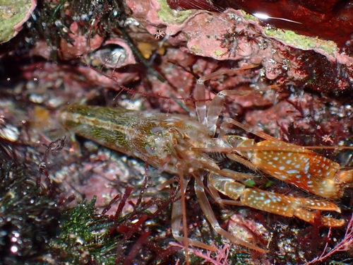 Alpheus sulcatus observed 2024-10-18