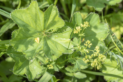 Alchemilla orbicans