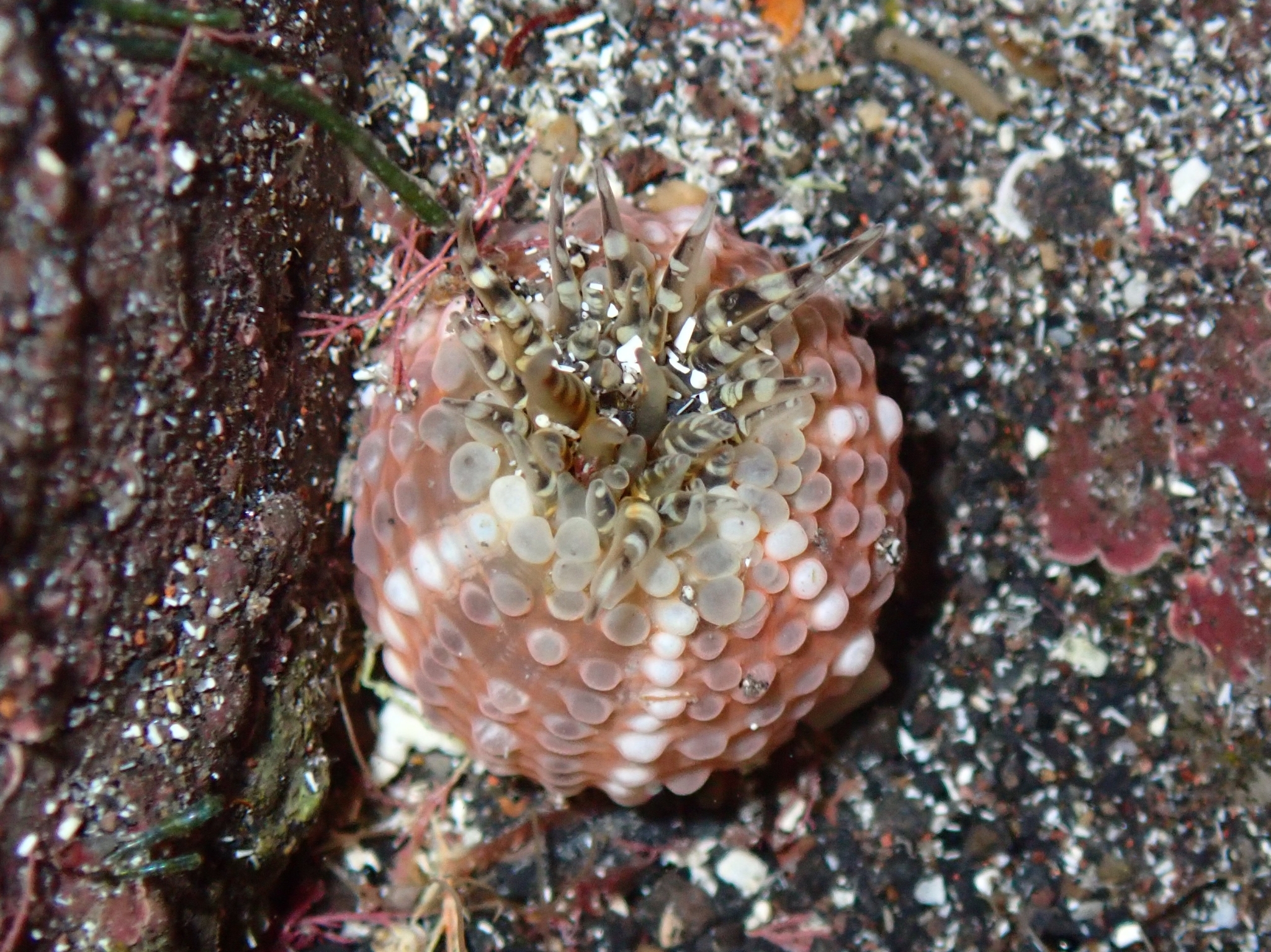 Bunodactis verrucosa