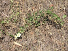 Calystegia occidentalis