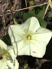 Calystegia occidentalis