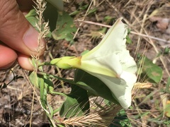 Calystegia occidentalis