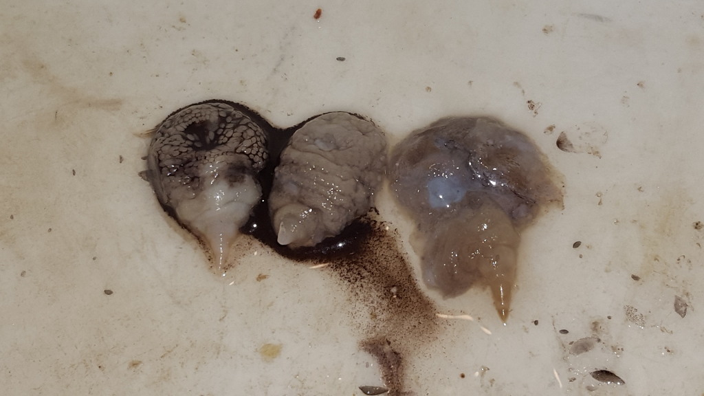 Philichthyidae