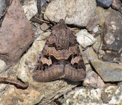 Drasteria adumbrata
