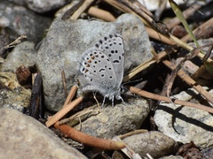 Euphilotes enoptes enoptes