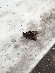 Vanessa atalanta