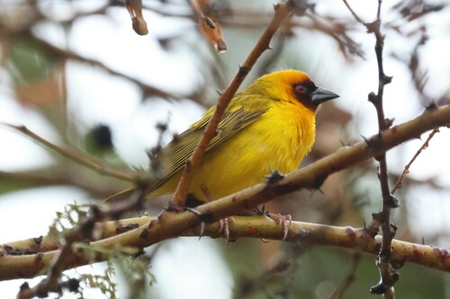 Rüppell's Weaver (Ploceus galbula), photo 7