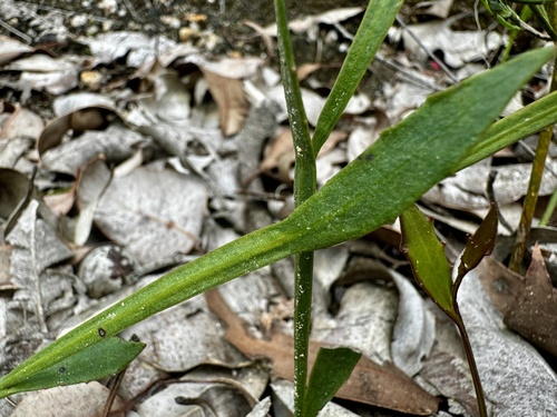 Image of Dampiera alata by (c) pimelea, some rights reserved (CC BY)