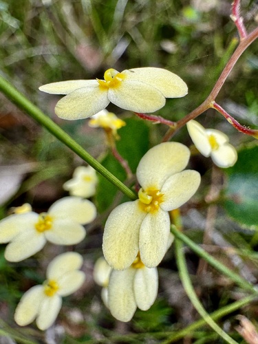 Stylidium acuminatum (Stylidium acuminatum)