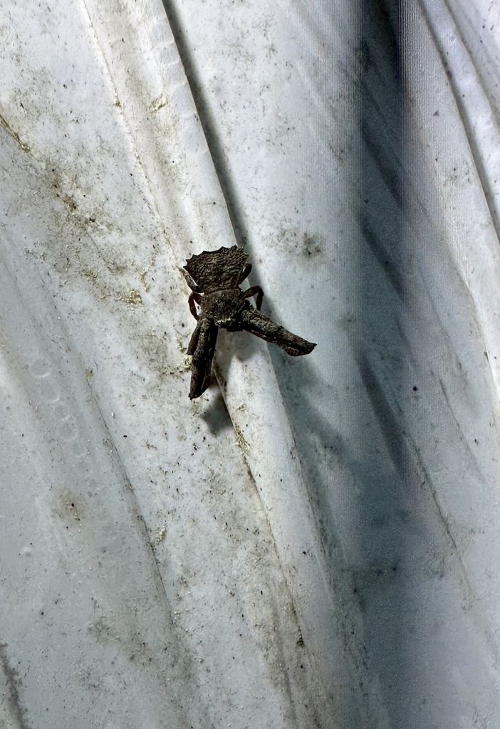 Coenypha edwardsi