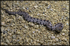 Sistrurus miliarius streckeri