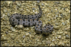 Sistrurus miliarius streckeri