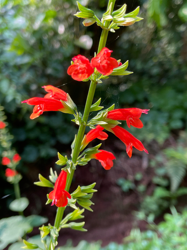 Salvia subrotunda iNat (2)