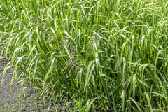 Glyceria arundinacea