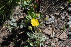 Potentilla breweri