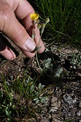 Potentilla breweri