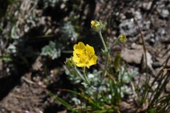 Potentilla breweri
