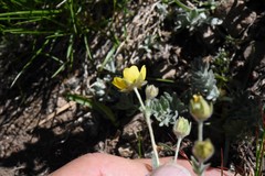 Potentilla breweri