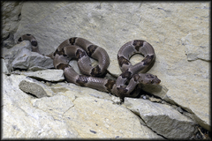 Trimorphodon vilkinsonii