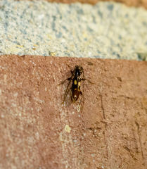Heterachthes quadrimaculatus