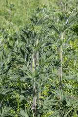 Delphinium retropilosum