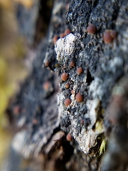 Fuscopannaria pacifica