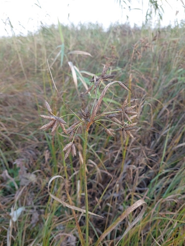 tuberous bulrush (Bolboschoenus glaucus)