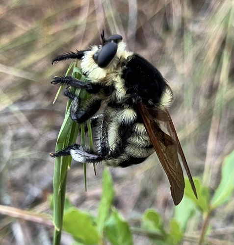 Florida Bee-Killer photo 4