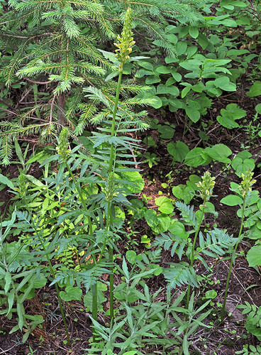 Pedicularis bracteosa var. pachyrhiza