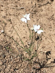Blepharipappus scaber