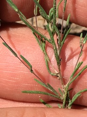 Blepharipappus scaber