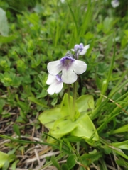 Pinguicula balcanica